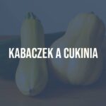 A vibrant still life of zucchini and mature squash (kabaczek), side by side, fresh and crisp, farmhouse table, natural lighting, realistic.