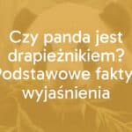 A giant panda eating bamboo in a misty forest, realistic, peaceful, with a hint of its carnivorous traits visible.