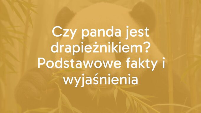 A giant panda eating bamboo in a misty forest, realistic, peaceful, with a hint of its carnivorous traits visible.