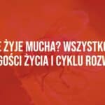 A close-up of a common house fly on a green leaf, detailed wings, natural sunlight, realistic.