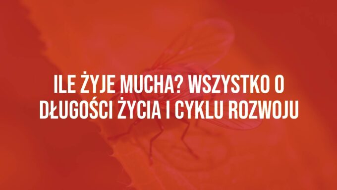 A close-up of a common house fly on a green leaf, detailed wings, natural sunlight, realistic.