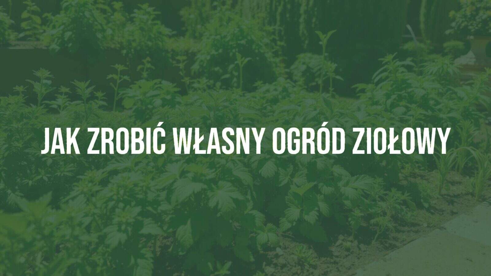 A lush herb garden with basil, mint, and other herbs, sunny and well-tended, realistic.